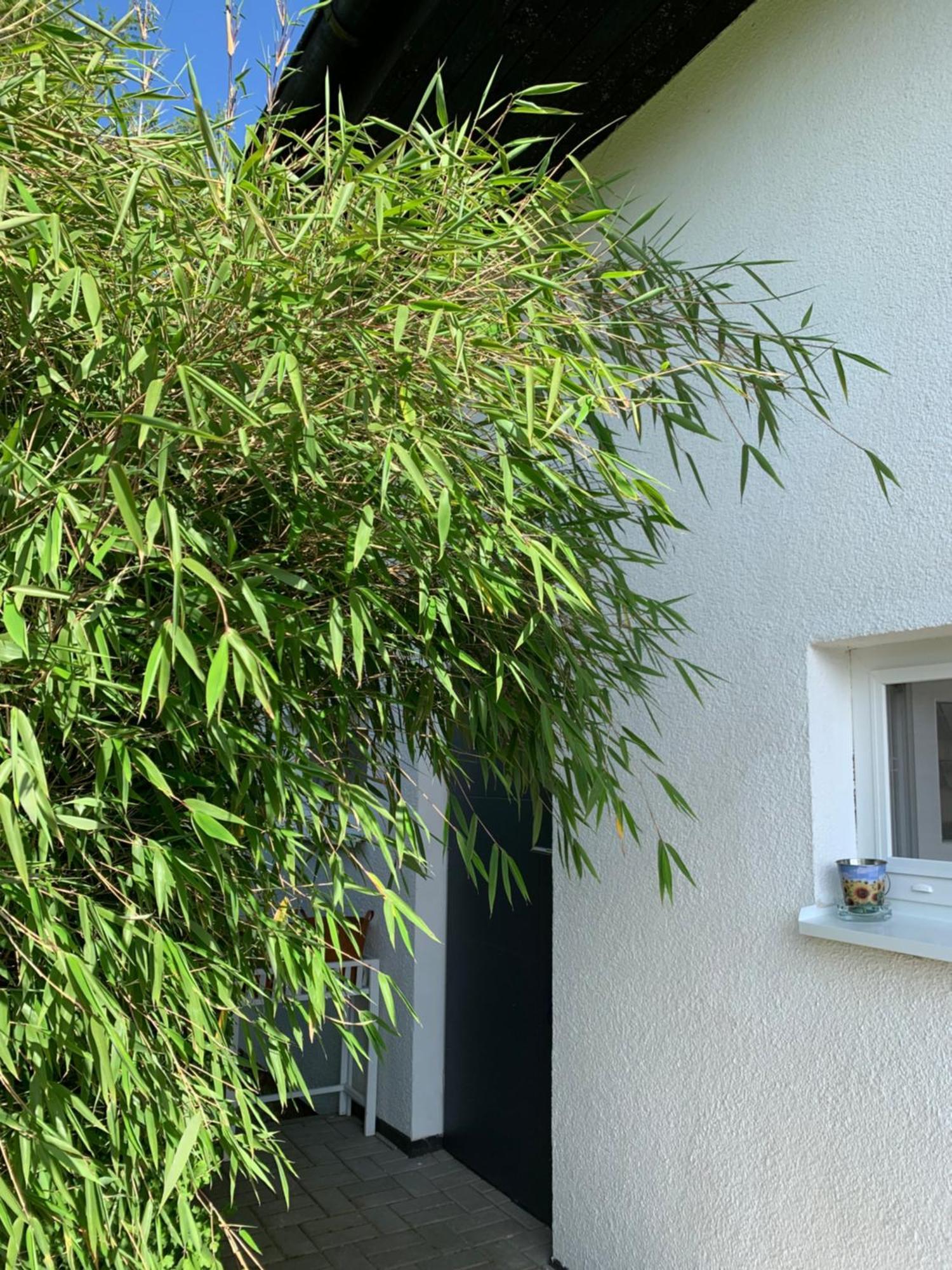 Studiovy Apartman V Zahrade Police nad Metují المظهر الخارجي الصورة